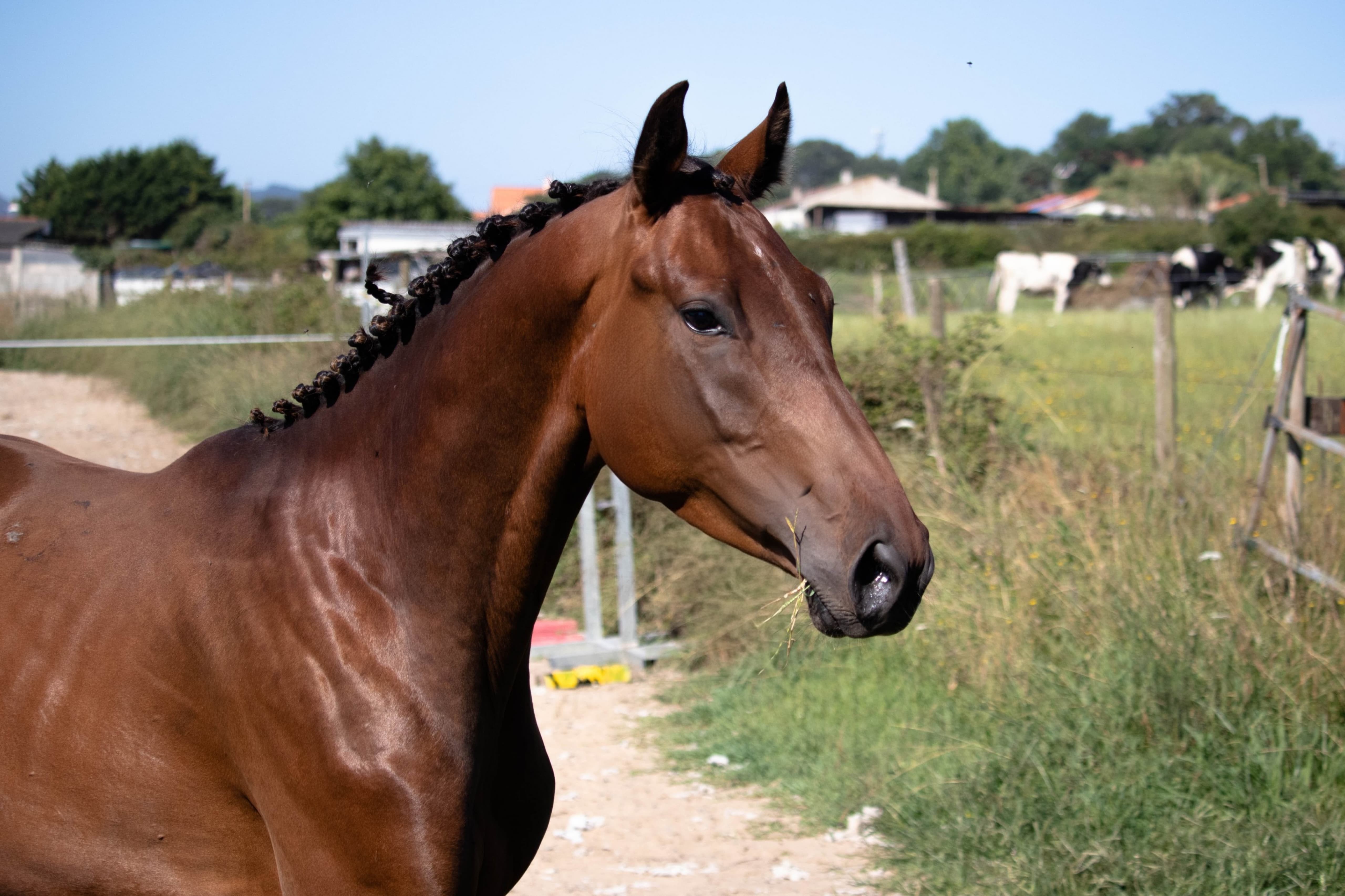 horse
